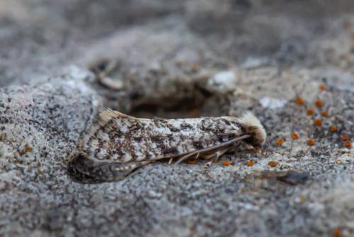 Nemapogon agenjoi
